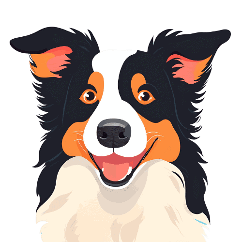 Border Collie blanc, noir et feu, l'air heureux